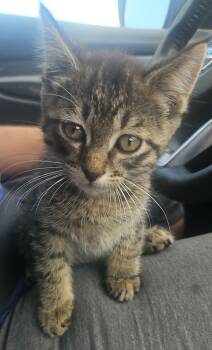 OAKLEY -  Domestic Short Hair Cat for Adoption in Owatonna, Minnesota - OAKLEY | PetCurious
