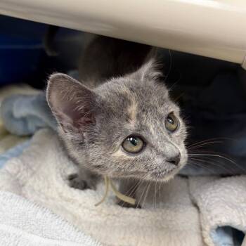 Fluffy -  Domestic Short Hair Cat for Adoption in Mentor, Ohio - Fluffy | PetCurious