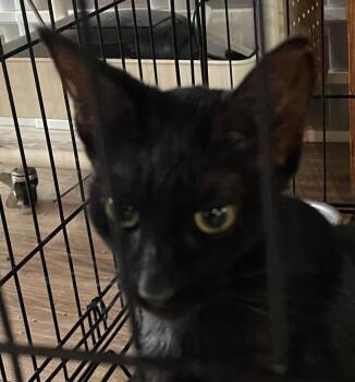 Caroline -  Domestic Short Hair Cat for Adoption in Saginaw, Michigan - Caroline | PetCurious