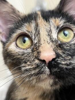 Domestic Short Hair Cats Available for Adoption in Wheaton, Illinois - Hashbrown | PetCurious