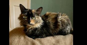 Tranquility -  Domestic Medium Hair Cat for Adoption in Groveland, Massachusetts - Tranquility | PetCurious