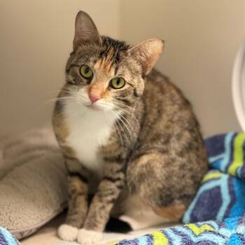 Rescue Domestic Short Hair Cats for Adoption in Edmond, Oklahoma - RIBBON | PetCurious