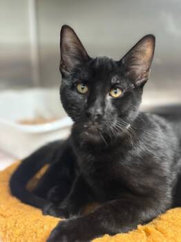 Rescue Domestic Short Hair Cats for Adoption in Carthage, Missouri - Crew | PetCurious