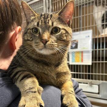 Domestic Short Hair Cats Available for Adoption in Chesapeake, Virginia - Frankie | PetCurious