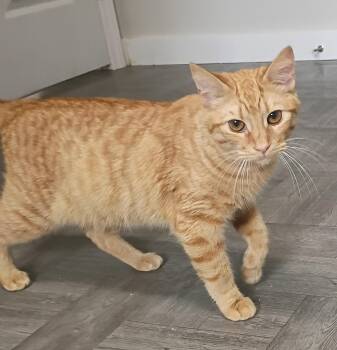 Tabby Cats Available for Adoption in Rogersville, Tennessee - Tiger | PetCurious