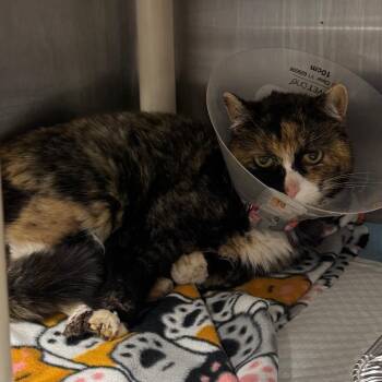 Domestic Short Hair Cats Available for Adoption in Salt Lake City, Utah - Kona | PetCurious