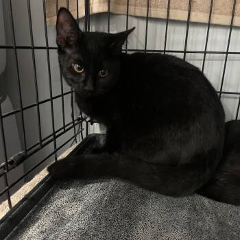 Cera -  Domestic Short Hair Cat for Adoption in Fairmont, West Virginia - Cera | PetCurious