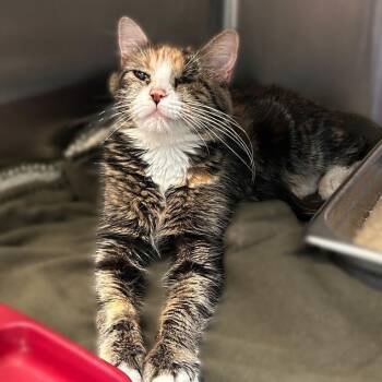 Lovely Flowerwren -  Domestic Medium Hair Cat for Adoption in Davenport, Iowa - Lovely Flowerwren | PetCurious