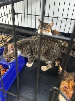 Rescue Tabby Cats for Adoption in Louisville, Illinois - Hord2 | PetCurious