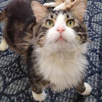 Domestic Long Hair Cats Available for Adoption - Clyde | PetCurious
