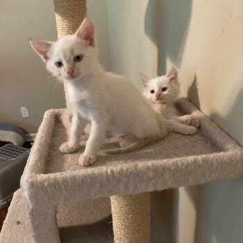 Mirabel and Rumor -  Siamese Cat for Adoption in Concord Farr, Tennessee - Mirabel And Rumor | PetCurious