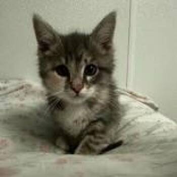 Felicity -  Domestic Short Hair Cat for Adoption in Portsmouth, Ohio - Felicity | PetCurious