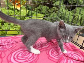 Rescue Domestic Short Hair Cats for Adoption in Atwater, Ohio - Panda | PetCurious