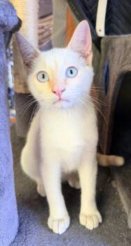 snowflake -  Domestic Short Hair and Siamese Cat for Adoption in San Jose, California - Snowflake | PetCurious
