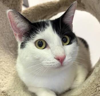 Spin -  Domestic Short Hair Cat for Adoption in Walnut Creek, California - Spin | PetCurious