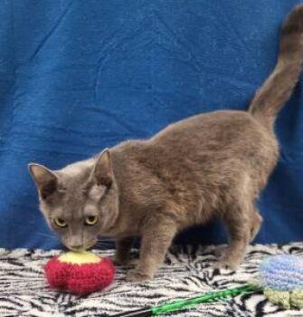 Opal -  Domestic Short Hair Cat Available for Adoption in Bucyrus, Ohio - Opal | PetCurious