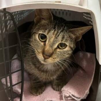 0926-143 Judy -  Domestic Short Hair Cat for Adoption in Abingdon, Maryland - 0926-143 Judy | PetCurious