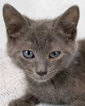 Jerry -  Domestic Short Hair Cat for Adoption in Kennesaw, Georgia - Jerry | PetCurious