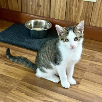 Super Trouper -  Domestic Short Hair Cat for Adoption in Aldie, Virginia - Super Trouper | PetCurious