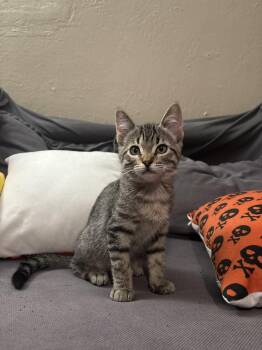 Lux -  Domestic Short Hair Cat for Adoption in Davis, California - Lux | PetCurious