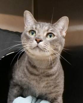 Rescue Domestic Short Hair Cats for Adoption in Fishers, Indiana - Nur | PetCurious