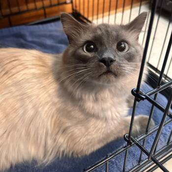 Domestic Long Hair and Siamese Cats Available for Adoption in Rocky Mount, Virginia - Bing Bing | PetCurious