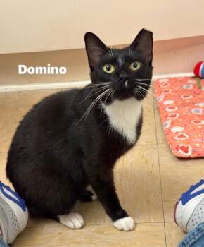 Domino -  Domestic Short Hair Cat for Adoption in Washington Township, New Jersey - Domino | PetCurious