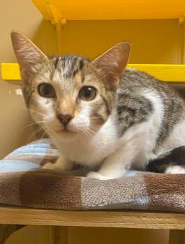 Ray -  Domestic Short Hair Cat for Adoption in Maryville, Missouri - Ray | PetCurious