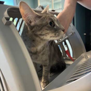 Miss Spaghetti -  Domestic Short Hair and Persian Cat for Adoption in Greensboro, North Carolina - Miss Spaghetti | PetCurious