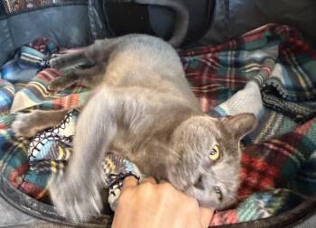 Katya -  Russian Blue Cat for Adoption in Marion, North Carolina - Katya | PetCurious