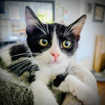 Rescue Domestic Short Hair Cats for Adoption in Fort Worth, Texas - Jaxon | PetCurious