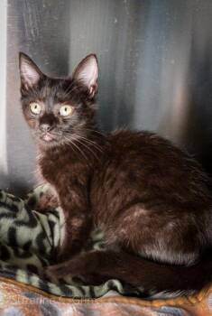 Domestic Medium Hair Cats Available for Adoption in Elmwood, Louisiana - Violet | PetCurious