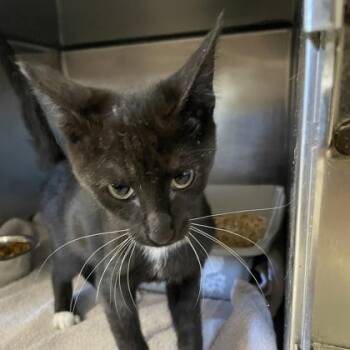 Domestic Short Hair Cats Available for Adoption - Wagner | PetCurious