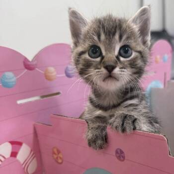Merry Go Round (Carnival Litter) -  Tabby Cat for Adoption in Blanch, North Carolina - Merry Go Round (Carnival Litter) | PetCurious