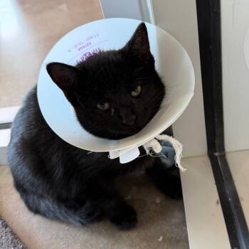 Domestic Short Hair Cats Available for Adoption - MacKenzie | PetCurious