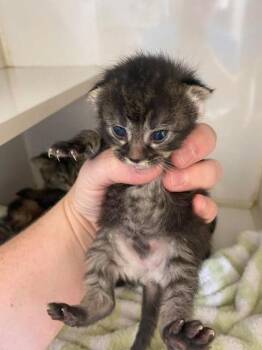 Domestic Short Hair Cats Available for Adoption in Lampasas, Texas - Meowley Cyrus | PetCurious