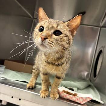 Hedgehog -  Domestic Short Hair Cat for Adoption in Philadelphia, Pennsylvania - Hedgehog | PetCurious