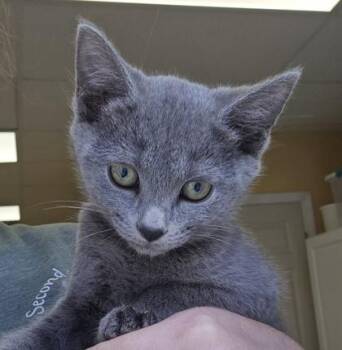 Cashmere - I am at Petsmart Northborough -  Domestic Short Hair Cat for Adoption in East Brookfield, Massachusetts - Cashmere - I Am At Petsmart Northborough | PetCurious