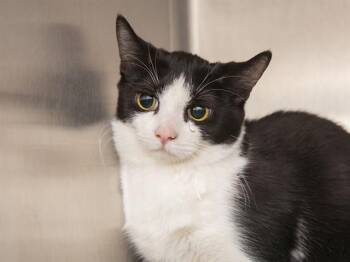 Domestic Short Hair Cats Available for Adoption in Phoenix, Arizona - TILDA | PetCurious