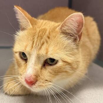Rikki -  Domestic Short Hair Cat for Adoption in Cedar Rapids, Iowa - Rikki | PetCurious
