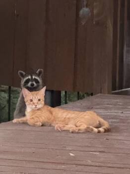 Racoon -  Domestic Short Hair Cat for Adoption in Austin, Texas - Racoon | PetCurious
