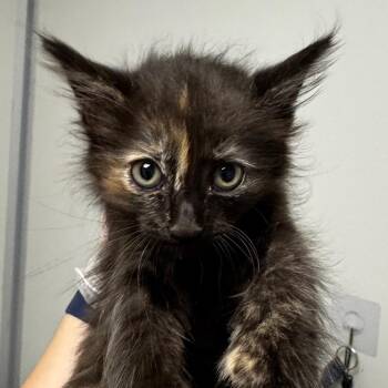 Domestic Short Hair Cats Available for Adoption in Concord, North Carolina - Plum | PetCurious