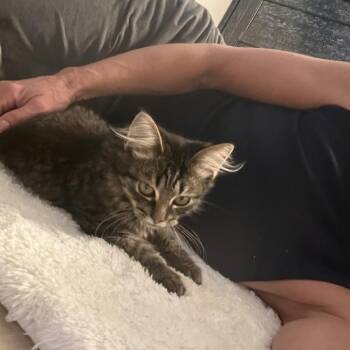 Domestic Long Hair Cats Available for Adoption - Carla | PetCurious