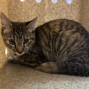 Brandie -  Domestic Short Hair Cat for Adoption in Cedar Rapids, Iowa - Brandie | PetCurious