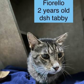 Fiorello -  Domestic Short Hair Cat for Adoption in Tampa, Florida - Fiorello | PetCurious