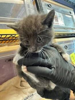 61362765 -  Domestic Short Hair Cat for Adoption in El Paso, Texas - 61362765 | PetCurious