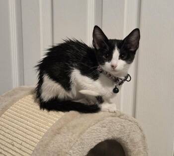 Hail Mary -  Domestic Short Hair Cat for Adoption in Sedalia, Colorado - Hail Mary | PetCurious