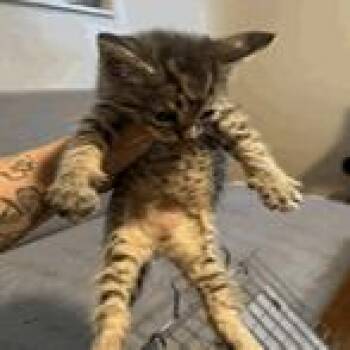 Luminous -  Domestic Short Hair Cat for Adoption in NEW PT RICHEY, Florida - Luminous | PetCurious