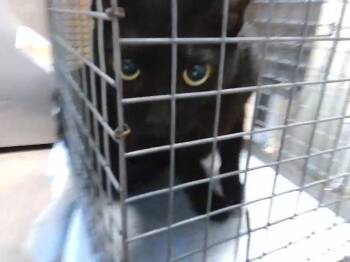 SUMO -  Domestic Short Hair Cat for Adoption in Tulsa, Oklahoma - SUMO | PetCurious