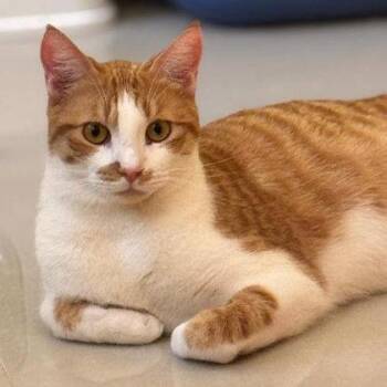 Miska Katter -  Domestic Short Hair Cat for Adoption in Hudson, Massachusetts - Miska Katter | PetCurious